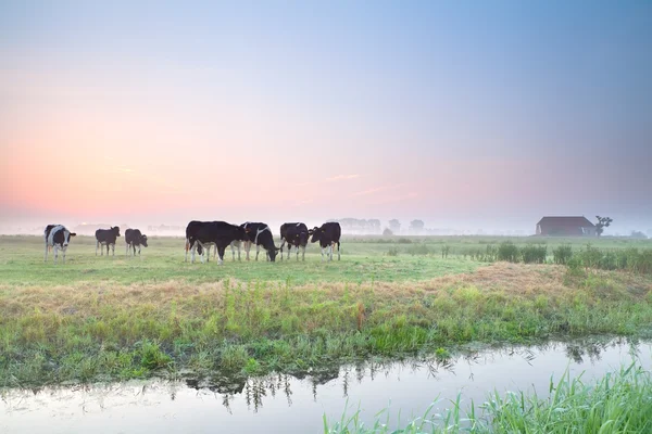 Ganado en pastos al amanecer — Foto de Stock