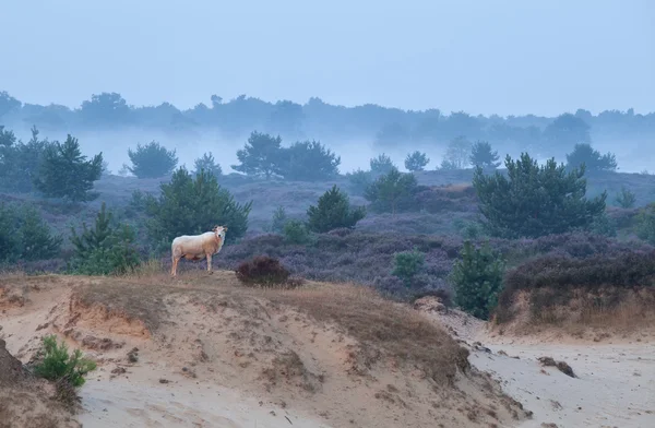 Moutons sur une dune de sable dans la matinée brumeuse — Photo