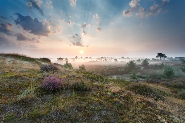 Çiçekli fundalarla kumulların üzerinde sisli gün doğumu — Stok fotoğraf