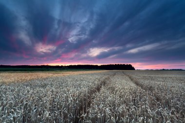 Buğday alan üzerinde gökyüzü günbatımı