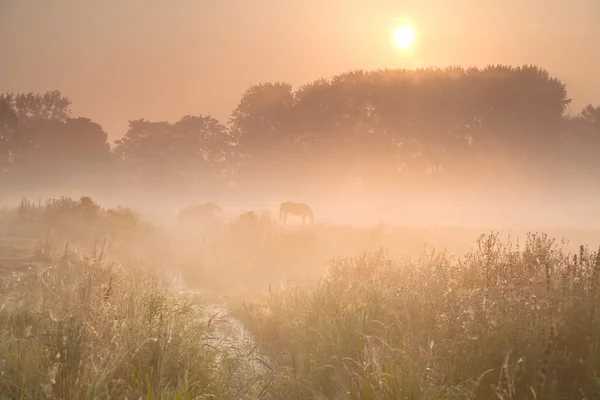 Foggy sunrise over pasture with horse — Stock Photo, Image