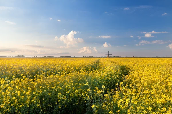 Oljeväxter blomma fält i morgonljuset — Stockfoto