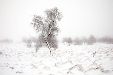 Karlı bataklıkta karla kaplı yalnız ağaç, Belçika