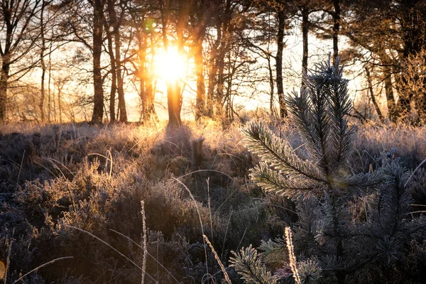 Răsărit Pădurea Iarnă Înghețată — Fotografie, imagine de stoc