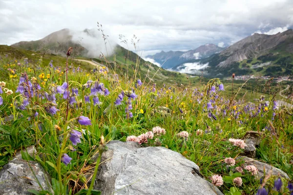 Bluebells Vale Nas Montanhas Áustria — Fotografia de Stock
