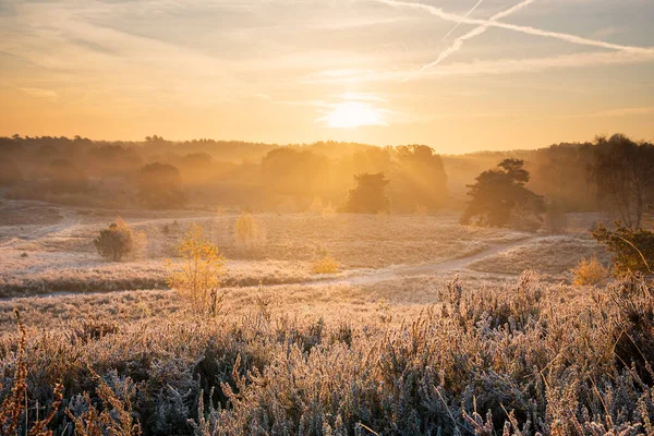 Nebuloso Sunriuse Gelado Sobre Charneca Limburg Países Baixos — Fotografia de Stock