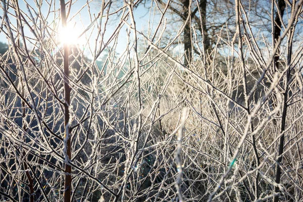 Birch Tree Covered Frost Sunny Winter Day — Stock Photo, Image