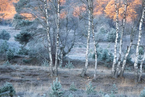 Hollanda Nın Buzlu Huş Ağaçları Üzerinde Kırmızı Gün Doğumu — Stok fotoğraf
