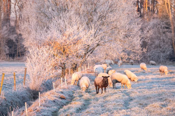 Koyunlar Gün Doğumunda Karlı Çayırlarda Otluyor — Stok fotoğraf
