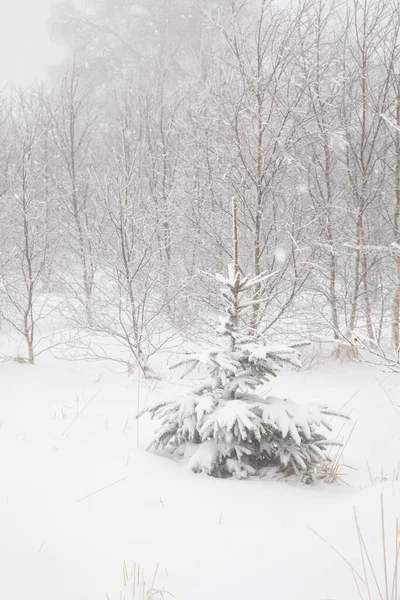 Abete Rosso Neve Profonda Inverno — Foto Stock