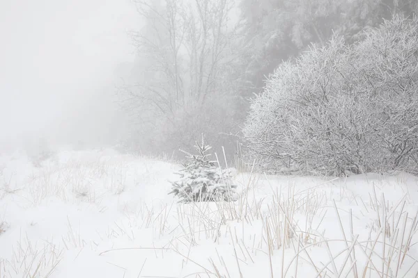 Foresta Alberi Nella Neve Profonda Nel Gelo Belgio — Foto Stock