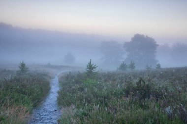 Sisli yaz gündoğumunda bataklıkta yol