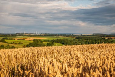 Belçika 'da yaz aylarında buğday tarlaları ve tarım arazilerine bakış