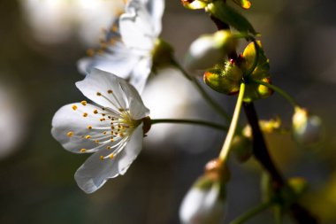 Açık havada gün ışığında kiraz ağacı çiçek açar.