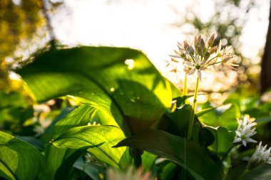 Ormanda gündoğumunda yabani sarımsak çiçekleri