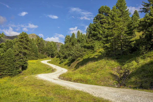 Carretera Verde Bosque Pinos Alpinos Cielo Azul —  Fotos de Stock