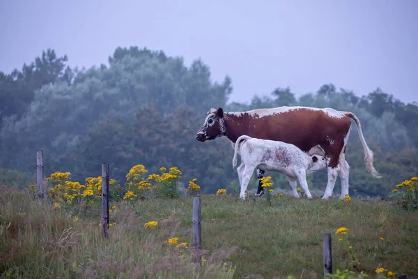 Baby Calf Mother Cow Pasture Dusk — Foto Stock