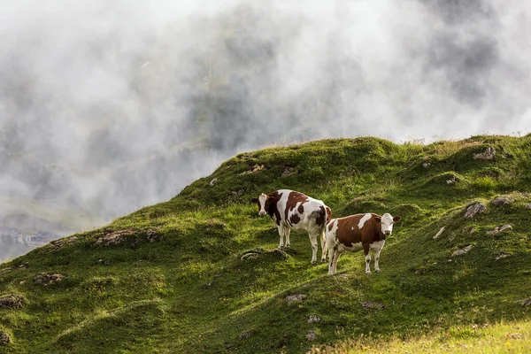 Milk Cows Alpine Summer Pasture Austria — Stock Photo, Image