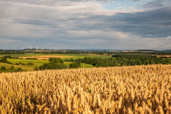 Belçika 'da yaz aylarında buğday tarlaları ve tarım arazilerine bakış