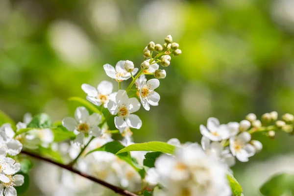 Flores Árvore Branca Primavera Sol — Fotografia de Stock