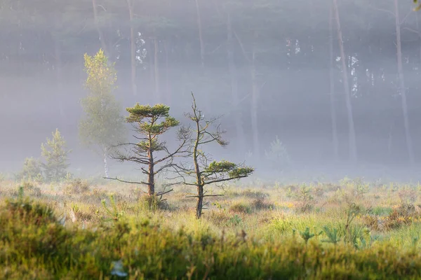 Bataklıktaki Güzel Çam Ağaçları Sisli Güneşli — Stok fotoğraf