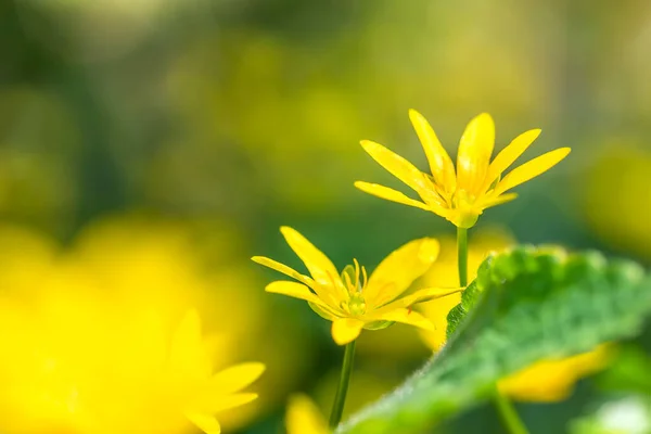 Beautiful Yellow Spring Flowers Sunshine — стоковое фото