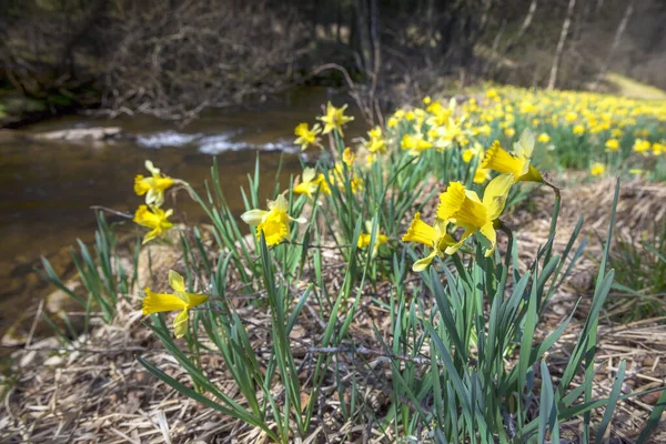春になると川のそばにダフォディルの花が — ストック写真