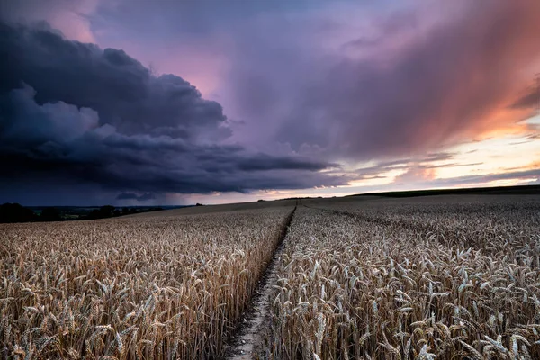 Storm Över Vetefält Sommaren — Stockfoto