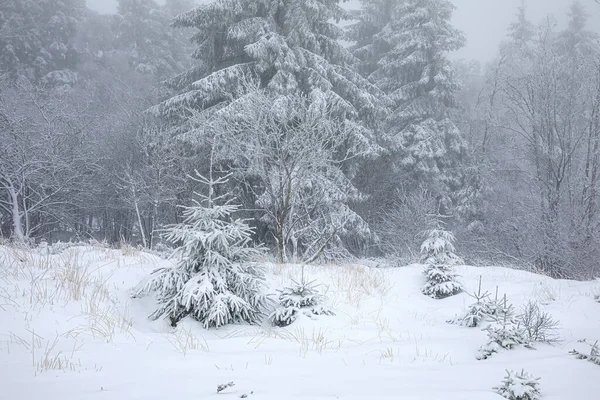 比利时针叶林上美丽的雪冬 — 图库照片