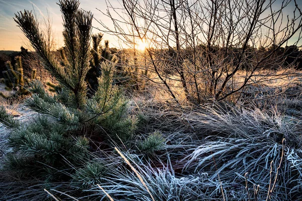 Sonnenaufgang Wald Winter Mit Frost Bedeckt — Stockfoto