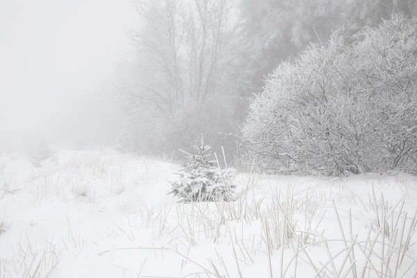 深い雪と霜に覆われたベルギーの森と木 — ストック写真
