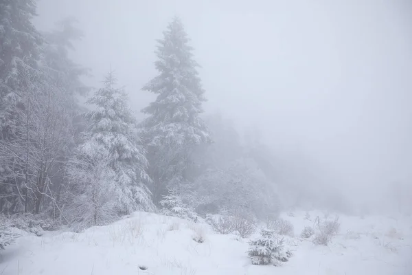 Forêt Épinettes Dans Neige Brouillard Épais Hiver Belgique — Photo