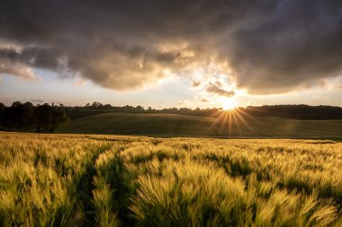 tepelerde gün batımı buğday tarlasıyla