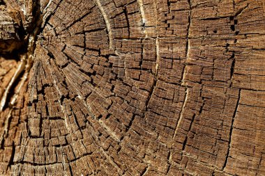 oak wooden tree background