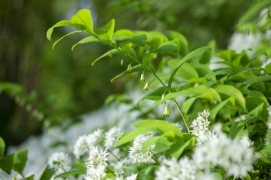 Hollanda 'nın bahar ormanlarında kır çiçekleri