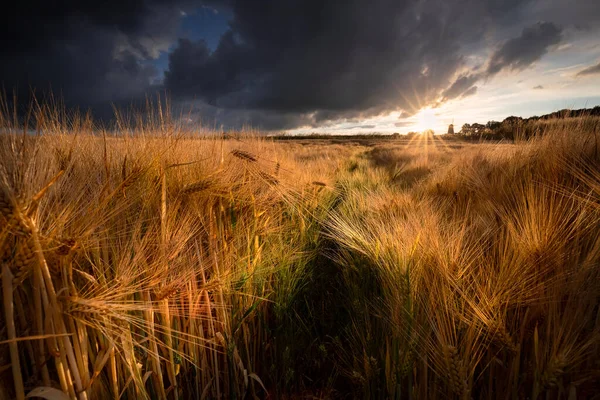 Golden Rye Field Sunshine Summer — Stok fotoğraf