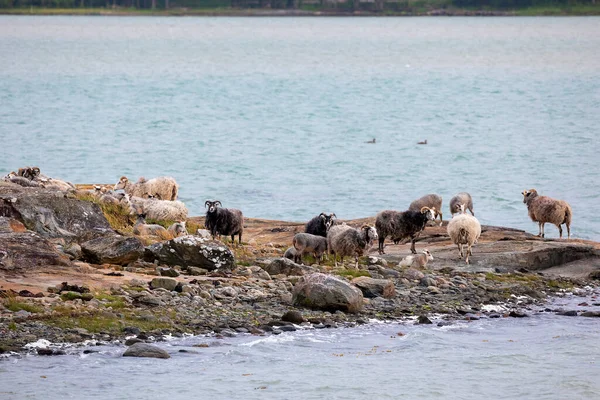 Sheep Rocks Sea Island Sweden — Stock Photo, Image