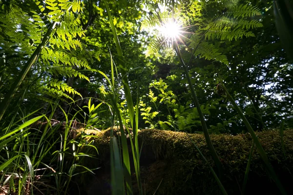 Eğreltiotlu Yeşil Ormanda Güneş Işığı — Stok fotoğraf