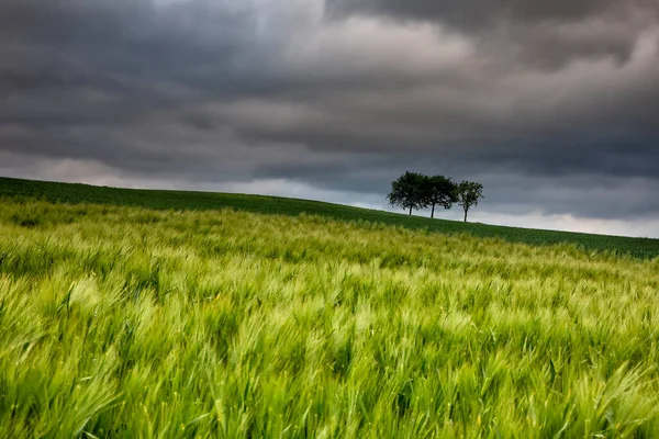 Green Wheat Field Cloudy Sky Netherlands — Stock Photo, Image