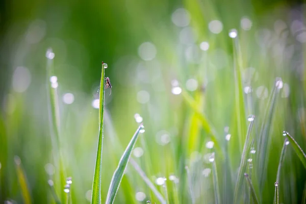 Green Grass Morning Water Drops Summer — Stock Photo, Image