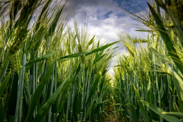 Wheat Field Blue Sky Sunshine Limburg Netherlands — Stockfoto