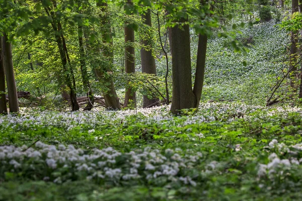 Beukenbos Het Voorjaar Met Veel Witte Wilde Bloemen — Stockfoto