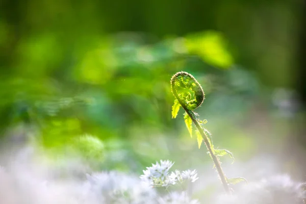 Fern Leaf Wild Garlic Flowers Forest — Stock Photo, Image