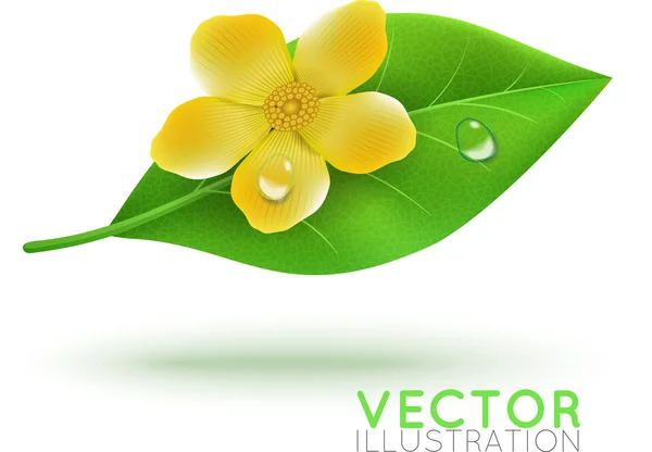 Green leaf with flower — Stock Vector