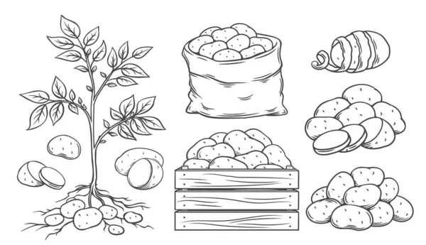 Ensemble d'icônes contour pomme de terre — Image vectorielle
