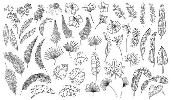 Lineáris trópusi levelek és virágok — Stock Vector