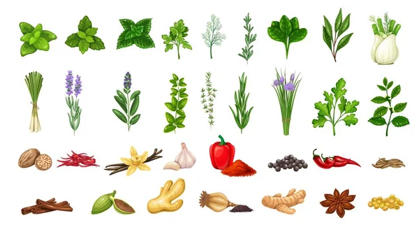 Fűszernövények és fűszerek — Stock Vector