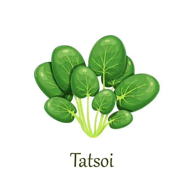 Tatsoi or tat choy greens salad — Stock Vector