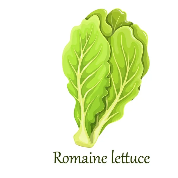 Romaine salad lettuce plant — Stock Vector