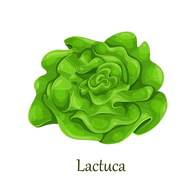 Salade de laitue trophique, lactuca sativa — Image vectorielle